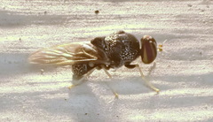 Gowdeyana punctifera