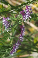 Vicia villosa