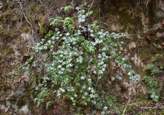 Prunus ilicifolia ilicifolia