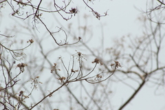 Heliocarpus donnellsmithii