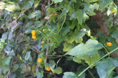 Senecio helminthioides