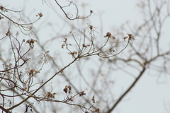 Heliocarpus donnellsmithii