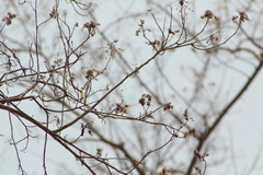 Heliocarpus donnellsmithii