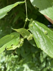 Celticecis celtiphyllia