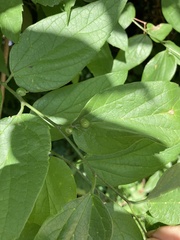 Celticecis celtiphyllia