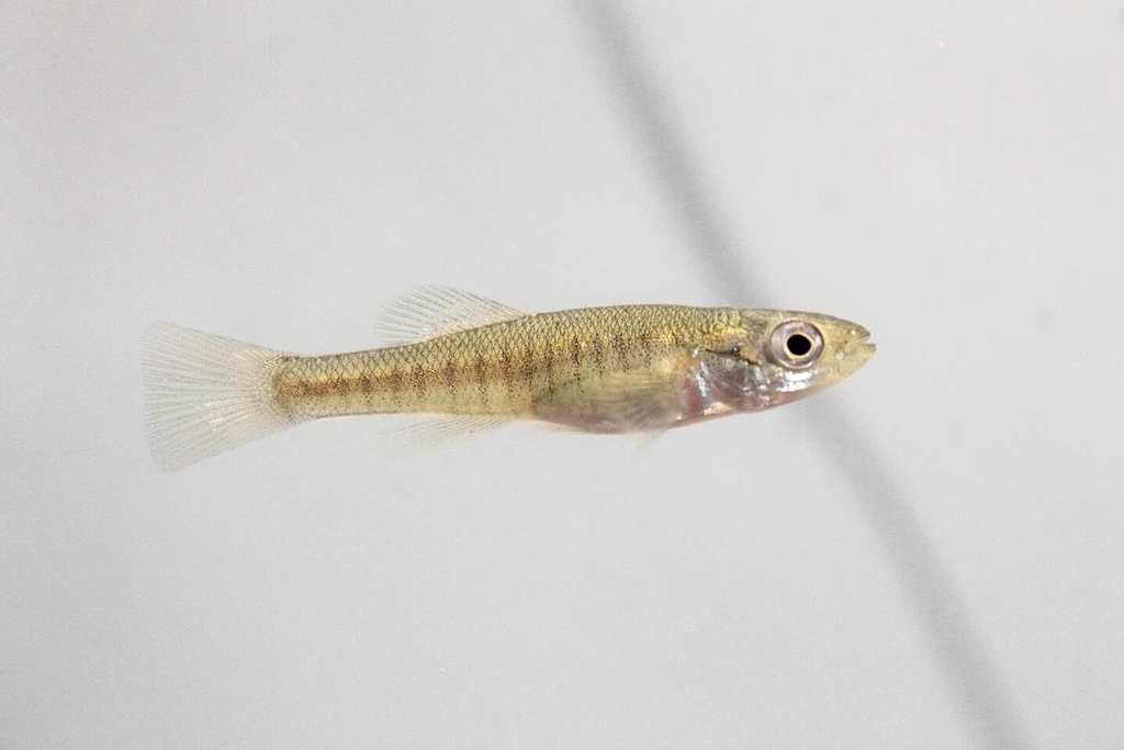 Photo of a Banded Killifish