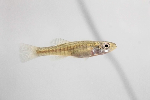 Banded Killifish