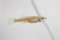 Banded Killifish photo 4