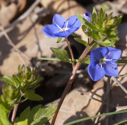 Creeping Speedwell