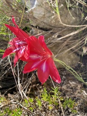 Gladiolus carmineus