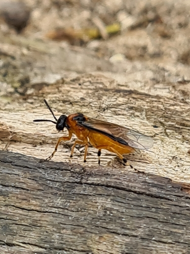 Turnip Sawfly photo 4