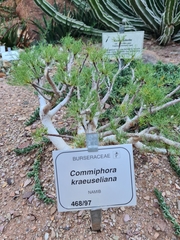 Commiphora kraeuseliana