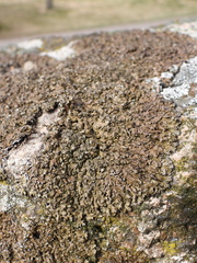 Xanthoparmelia loxodes