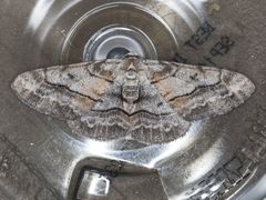 Stenoporpia pulmonaria