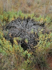 Trichodesma physaloides