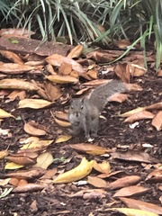 Sciurus carolinensis