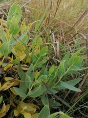 Trichodesma physaloides