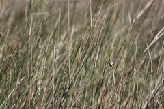 Ehrharta villosa