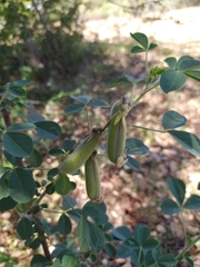 Crotalaria longirostrata