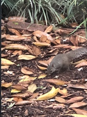 Sciurus carolinensis