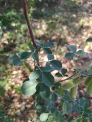 Crotalaria longirostrata