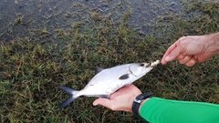 Lichia amia