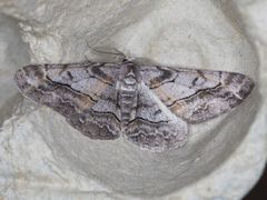 Stenoporpia pulmonaria