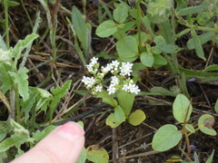Valerianella amarella