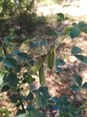 Crotalaria longirostrata