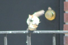 Passer domesticus