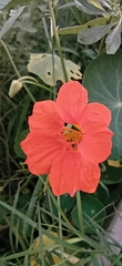 Tropaeolum majus