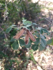 Crotalaria longirostrata