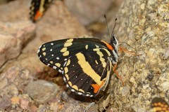 Chlosyne lacinia crocale