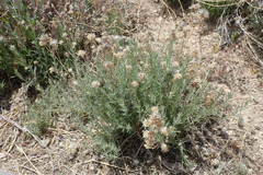 Eriastrum densifolium