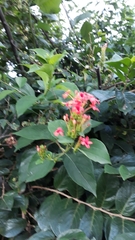 Ruspolia hypocrateriformis australis