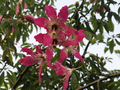 Ceiba speciosa
