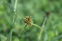 Cyperus dubius