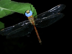 Anaciaeschna jaspidea