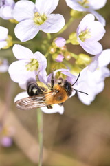 Andrena nitida