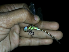 Anaciaeschna jaspidea