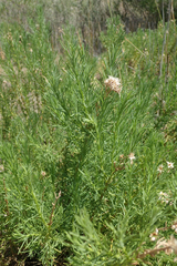 Ericameria pinifolia