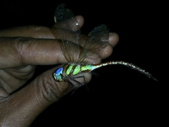Anaciaeschna jaspidea