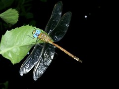 Anaciaeschna jaspidea