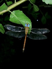 Anaciaeschna jaspidea