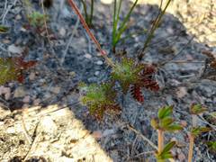 Cotula discolor