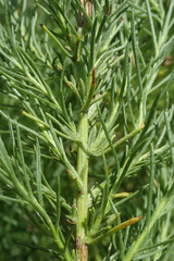 Ericameria pinifolia