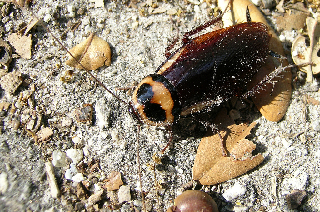 Australian cockroach (Costa Rica Insects) · iNaturalist