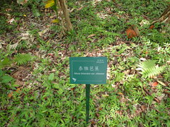 Musa itinerans chiumei
