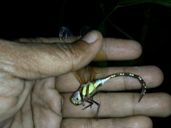 Anaciaeschna jaspidea