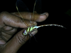 Anaciaeschna jaspidea